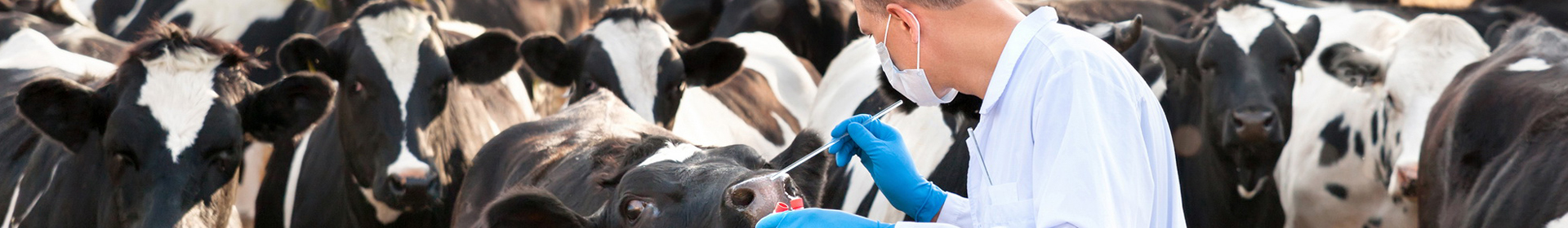 Логойская районная ветеринарная станция ГУ